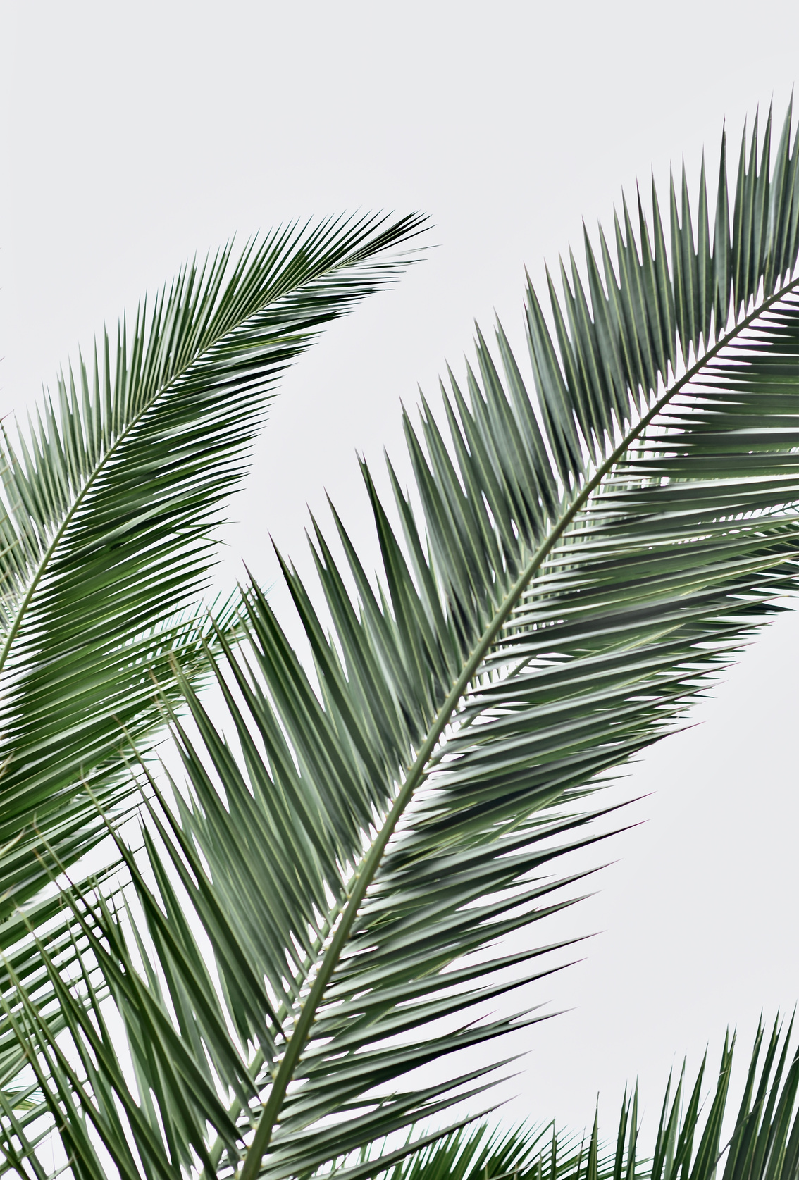 Photo of Green Palm Leaves